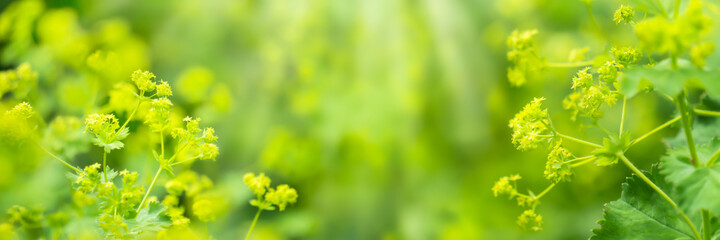 wiesenblumen in der sonne