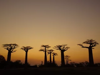 Foto op Canvas Baobabbomen bij zonsondergang aan de laan van de baobabs in Morondava (Madagaskar) © marimos