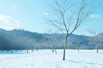 滋賀県　雪国