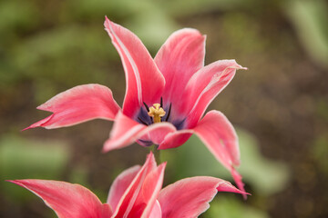 Fototapeta na wymiar Flowering spring meadow with tulips.