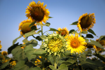 Sunflower bud (Helianthus annuus) growing in the field in bright sunny. Growth concept.