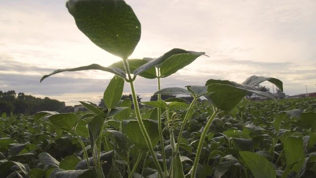 Agribusiness - Beautiful aerial image of soybean and cotton crops, small soybean leaves, details of soybean leaves, crops with sunset in the background,