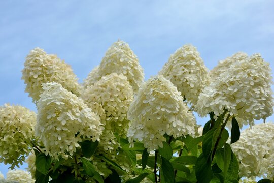 Luxurious white hydrangea paniculata on the background of the blue sky close-up.
