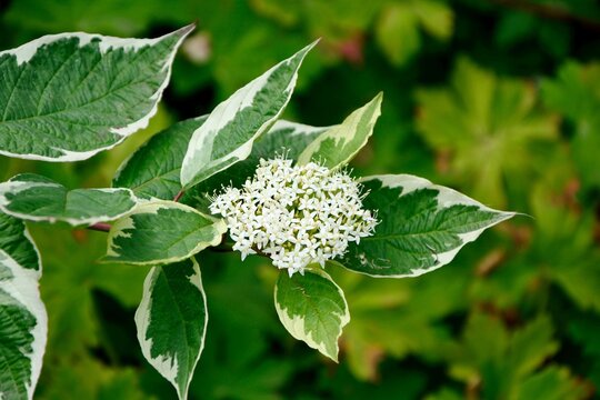 Cornus alba “Elegantissima” with white and green leaves blossom in spring in the garden
