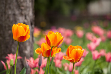 Flowering spring meadow with tulips.