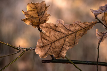 Dry brown toned oak leaves on branch