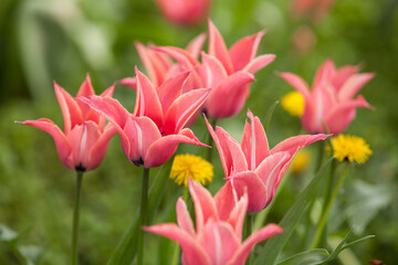 Flowering spring meadow with tulips.