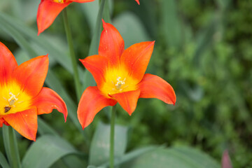 Obraz na płótnie Canvas Flowering spring meadow with tulips.