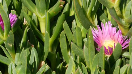 Ice plant succulent gardening in California, USA. Home garden design. Natural botanical ornamental mexican houseplants and flowers, arid desert floriculture. Calm atmosphere. Sour or hottentot fig.