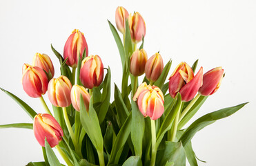 Bouquet of fresh spring tulips isolated on white background. View of another flower in the portoflio.