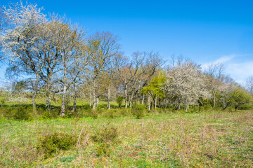 Lush deciduous trees in a beautiful sunny landscape in spring