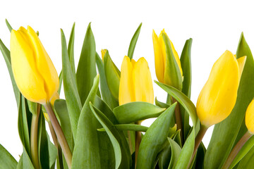 Bouquet of fresh spring tulips isolated on white background. View of another flower in the...