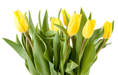 Bouquet of fresh spring tulips isolated on white background. View of another flower in the portoflio.