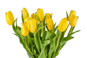 Bouquet of fresh spring tulips isolated on white background. View of another flower in the...
