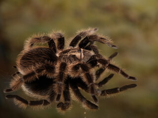 Brahipelma Albopilosa