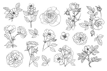 Flowers vector line drawing. Jasmine. Briar. Shrub roses and rose hips