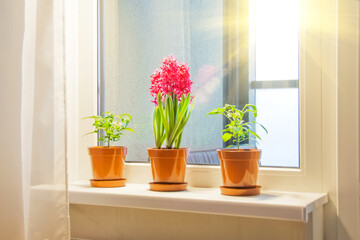 Three pink purple hyacinths and indoor decorative peppers on the windowsill in the apartment illuminated by the sunshine from the balcony.