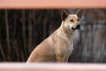 Portrait of homeless dog in a frame of wooden timbers of bench.