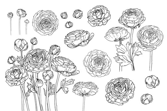 Flowers vector line drawing. Ranunculus drawn by a black line on a white background.