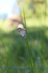 The bright beautiful and endangered butterfly cranberry blue on the meadow clings to the grass stem