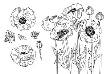 Poppy flower in memory of the victims of the First World War. Flowers for the memorial. Remembrance day. - obrazy, fototapety, plakaty