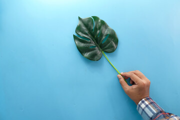 hand holding palm leaf on on blue background 