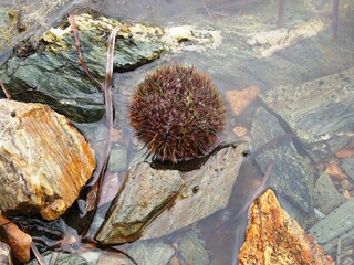 sea urchin