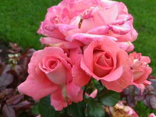 pink roses in garden
