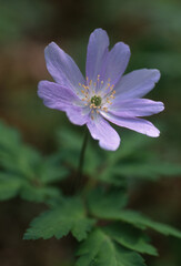 Fototapeta premium ムラサキイチゲ.1