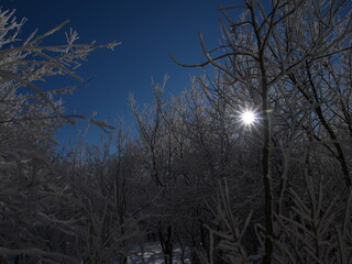 Winter tree