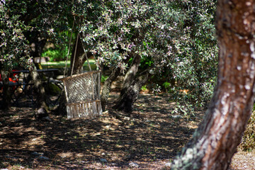 In an old orchard there is a swing under the old olive trees. This gives a botanical feeling. The...