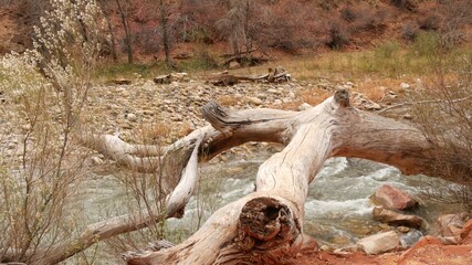 Fototapeta na wymiar Mountain river in Zion national park, autumn in Utah, USA. Stream in rainy red canyon, terracotta stones and creek. Foggy weather and calm fall atmosphere. Eco tourism in United States of America.