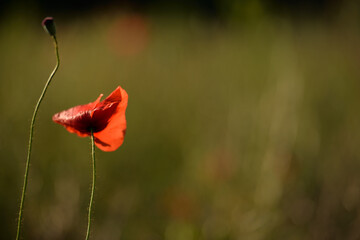 Obraz premium Poppies growing on Moravian meadow
