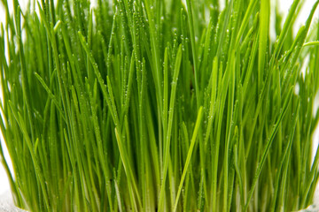 Naklejka na ściany i meble Green Grass. Fresh green spring grass with dew drops closeup, texture, background. 