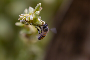 Bees collect nectar
