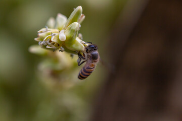 Bees collect nectar