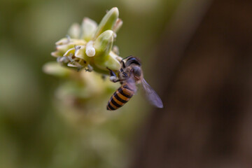 Bees collect nectar