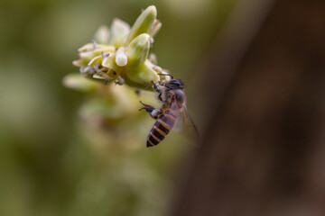 Bees collect nectar