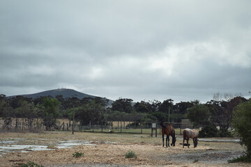 Horses grazing in paddock