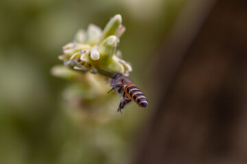 Bees collect nectar