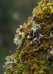 tree covered with moss in the winter forest.