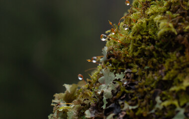 tree covered with moss in the winter forest.