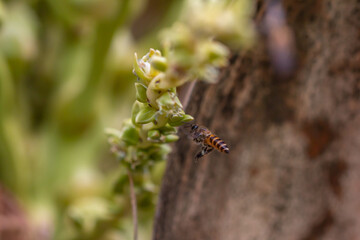 Bees collect nectar