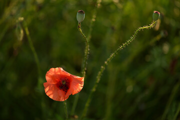 Poppies growing on Moravian meadow