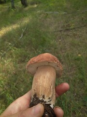 a hand holds an edible mushroom in the forest