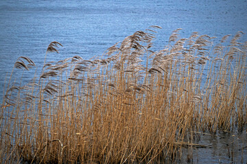 Golden reeds blowing in the wind beside a lake in Far Ings Nature Reserve, North Lincolnshire, England
