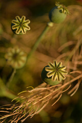 Poppies growing on Moravian meadow