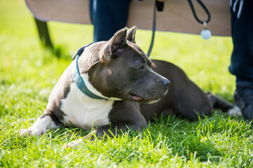 cute Blue hair American Staffordshire Terrier dog