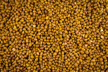 clip of organic Moong beans,mung bean seeds (Vigna radiata) aka green gram,maash or moong,