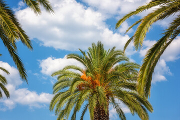 Palm tree against blue sky, sunny travel background, summer holidays and relax concept. Evergreen plant with date fruits